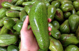 BƠ SÁP 034 (4-5 TRÁI/KG)