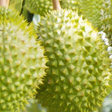 SẦU RIÊNG RI 6